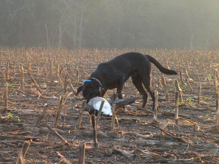 Baldur retrieving goose on first hunt. 14 months old.